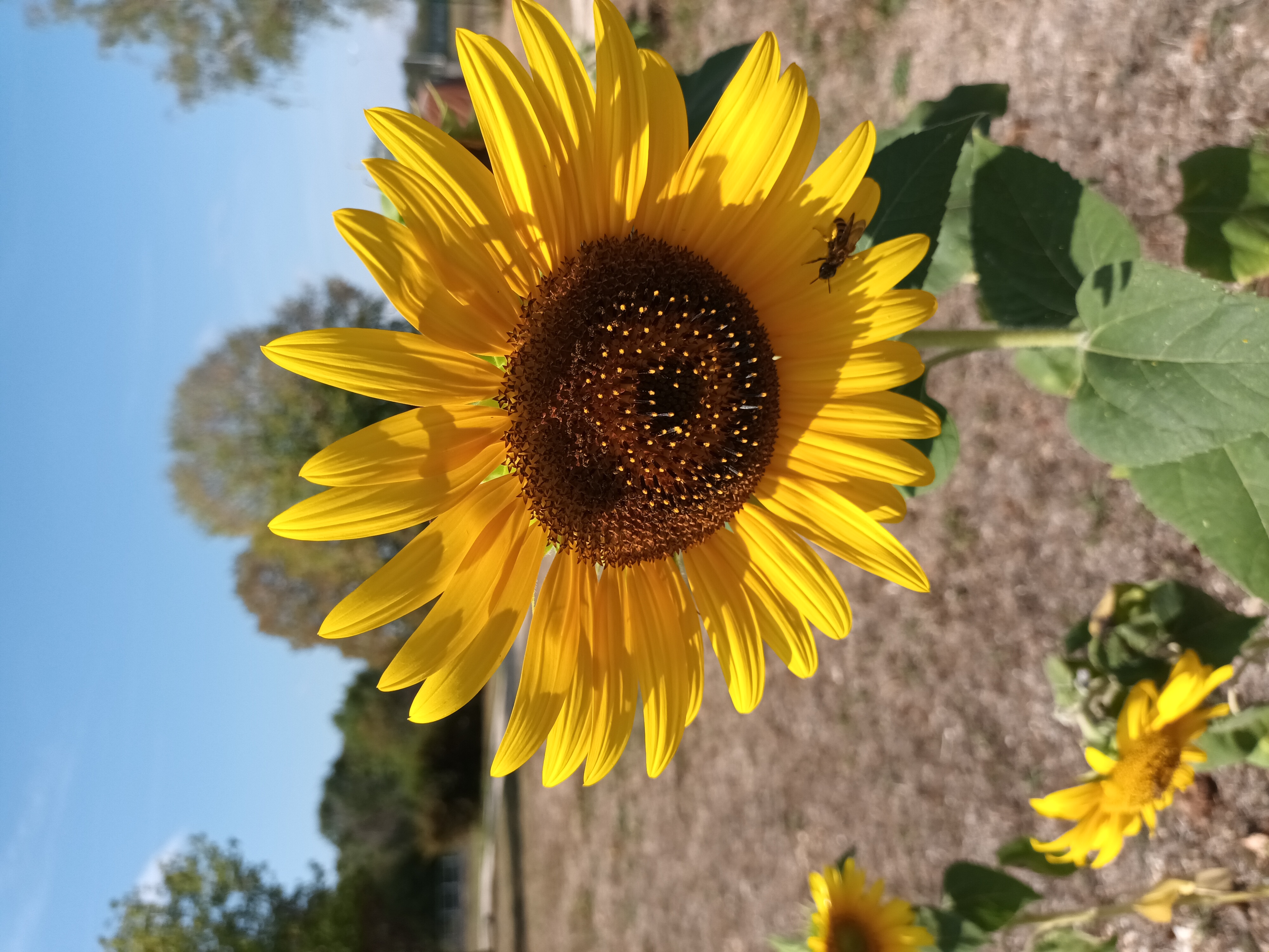 Sunflower